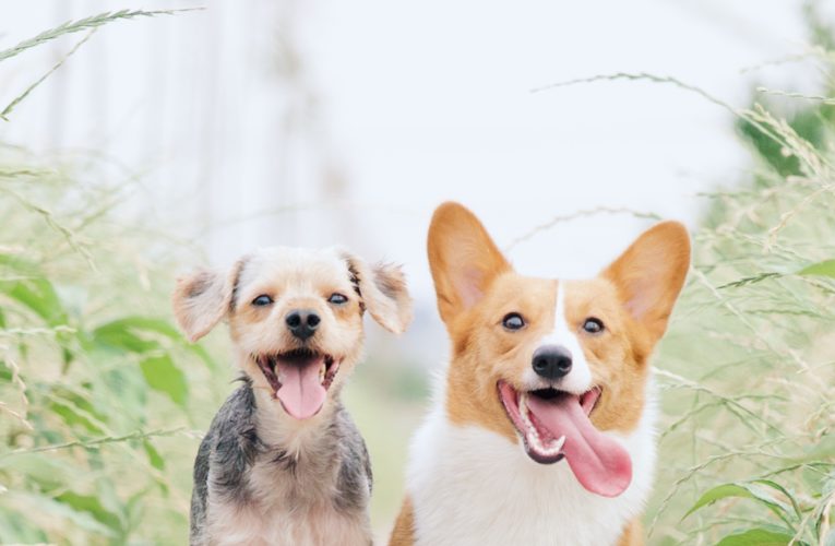 Preventing Home Dog Fights in Weatherford